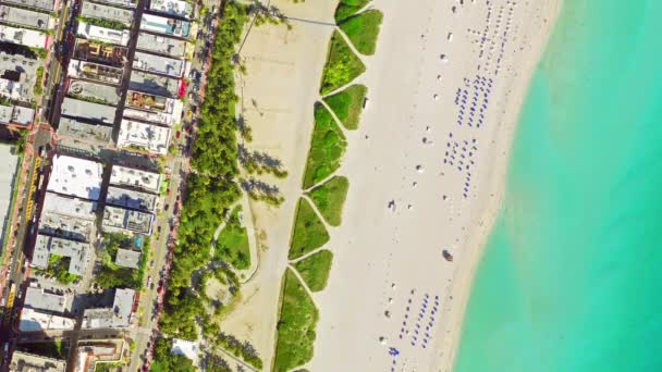 Ptaka Zobacz miami beach — Wideo stockowe