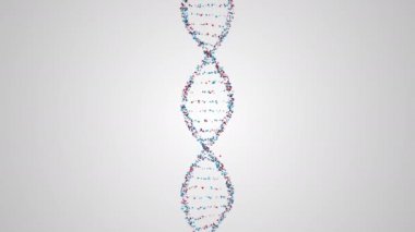 DNA zinciri yapısından hususlar