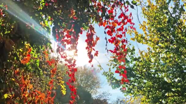 Luz Solar Céu Visto Através Flores Vermelhas Florescendo — Vídeo de Stock