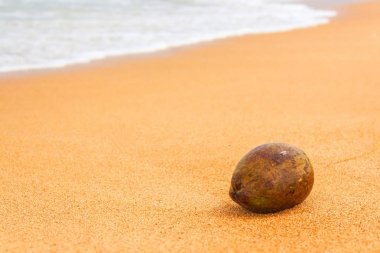 Unawatuna kıyı şeridinde sahilde Hindistan cevizi