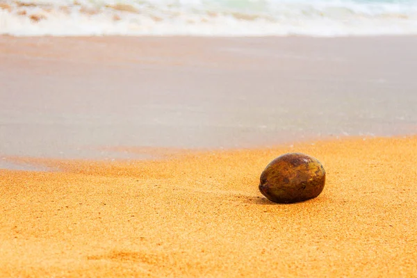 Coconut on Beach in Unawatuna kustlijn — Stockfoto