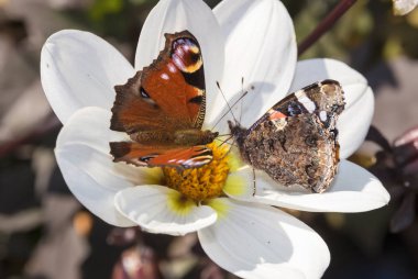 Bir bahar çayır üzerinde kelebek. Beyaz çiçek.
