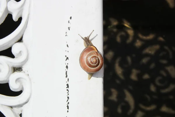 时尚的长凳上的蜗牛 — 图库照片