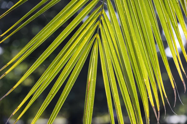 熱帯のヤシ 平和の象徴の葉 — ストック写真