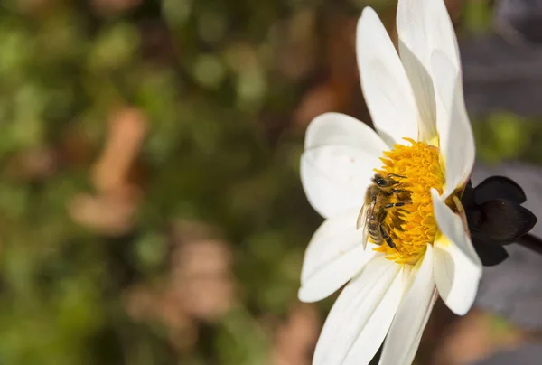 Bee Spring Meadow White Flower — Stock Photo, Image