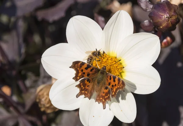 Fjäril Våren Äng Vit Blomma — Stockfoto