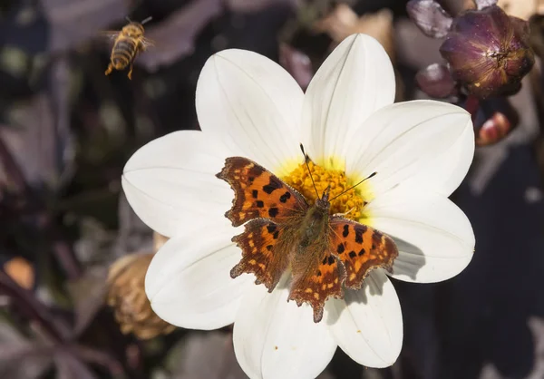 Vlinder Aan Een Voorjaar Weide Witte Bloem — Stockfoto