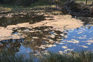 Wilanow büyüleyici gölette. Kral Sobieski Varşova'daki köşkü. Polonya'nın başkenti.