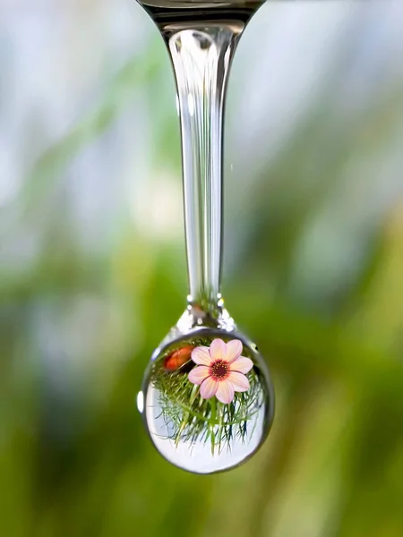 Drop Pure Water Reflection Mountain Flower — Stock Photo, Image