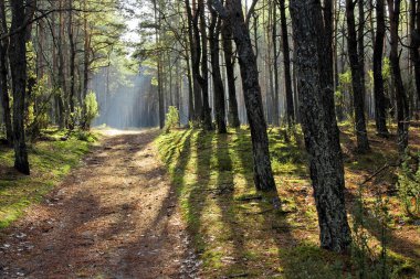 Sonbahar Lehçe orman ağaçlarında.
