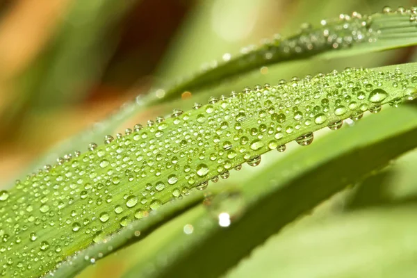 Pure Drops Dew Spider Web — Stock Photo, Image