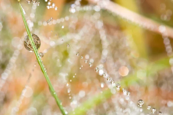 Pure Drops Dew Spider Web — Stock Photo, Image