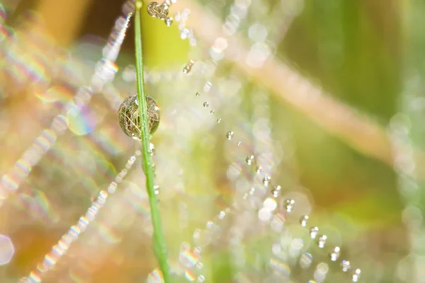 Pure Drops Dew Spider Web — Stock Photo, Image