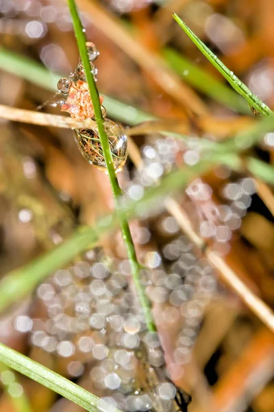 Pure Druppels Dauw Spinnenweb — Stockfoto