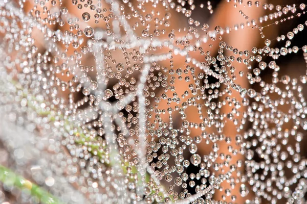 Puras Gotas Rocío Red Araña — Foto de Stock