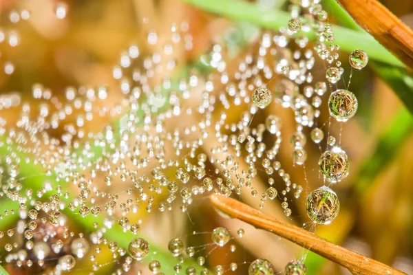 Pure Drops Dew Spider Web — Stock Photo, Image