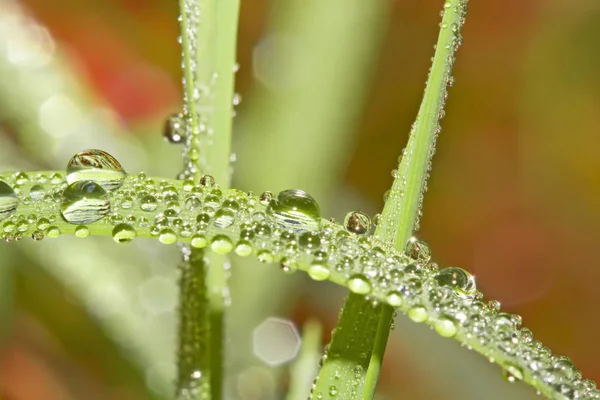 纯净滴露水 蜘蛛网 — 图库照片