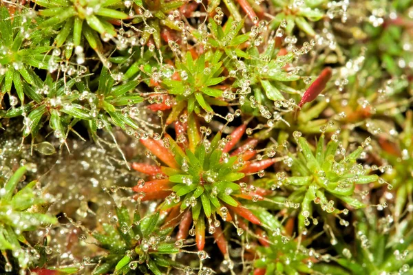 Tautropfen Pur Spinnennetz — Stockfoto