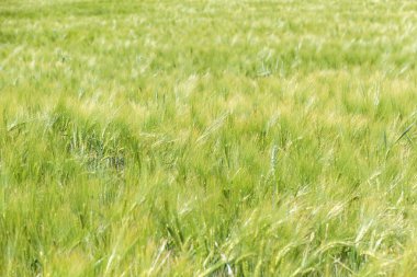 Dalgalı tahıl çayır Polonya. Yeşil arka plan.