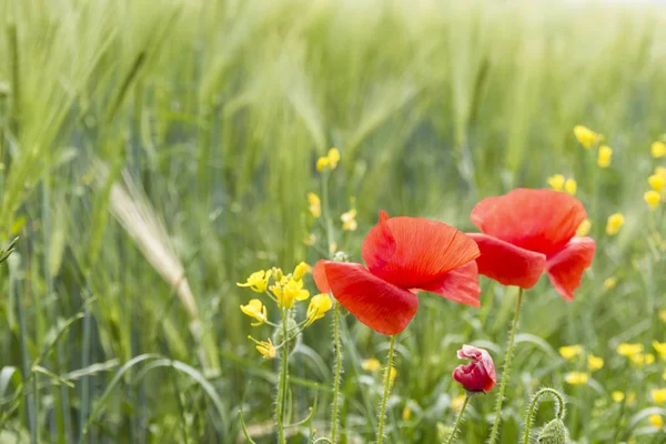 Bloeiende Weide Polen Groen Gras Rode Papavers — Stockfoto