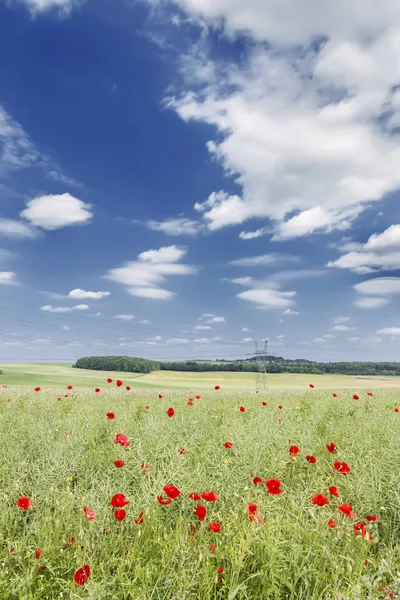 Bloeiende Weide Polen Groen Gras Rode Papavers — Stockfoto