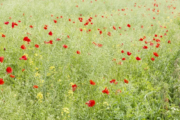 Bloeiende Weide Polen Groen Gras Rode Papavers — Stockfoto