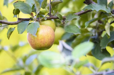 elma ağacı - vitamin yeri doldurulamaz bir kaynak üzerinde