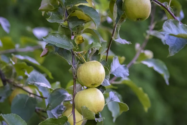 apples on the tree - an irreplaceable source of vitamins