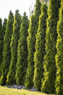 Thuja güzel bir iğne-bitki.