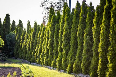Thuja güzel bir iğne-bitki.