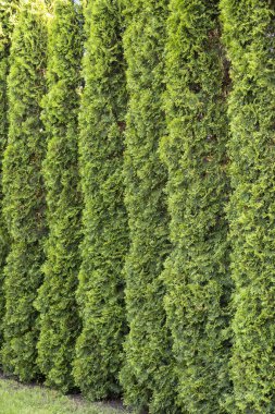 Thuja güzel bir iğne-bitki.