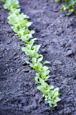 Kuraklık her sebze yok edecek