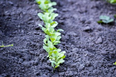 Kuraklık her sebze yok edecek