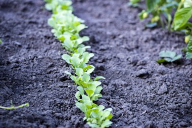 Kuraklık her sebze yok edecek