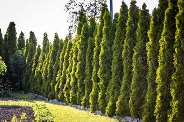 Thuja güzel bir iğne-bitki.