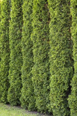 Thuja güzel bir iğne-bitki.