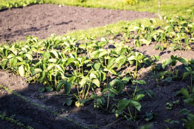 Çilek fidanları uzun süre sulanmış değil