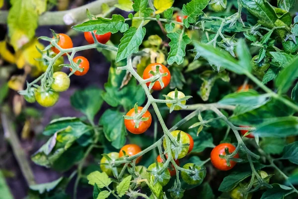 tomato bushes in the home garden -