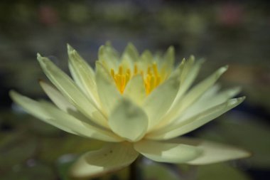 çok renkli nilüferler tropikal yaz aylarında havuz yüzme