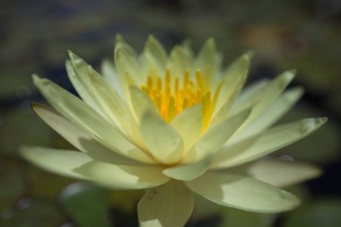 çok renkli nilüferler tropikal yaz aylarında havuz yüzme