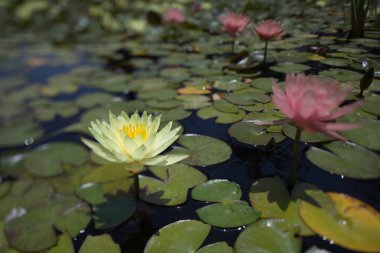 çok renkli nilüferler tropikal yaz aylarında havuz yüzme