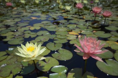 çok renkli nilüferler tropikal yaz aylarında havuz yüzme