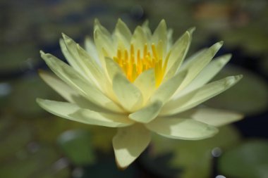 çok renkli nilüferler tropikal yaz aylarında havuz yüzme