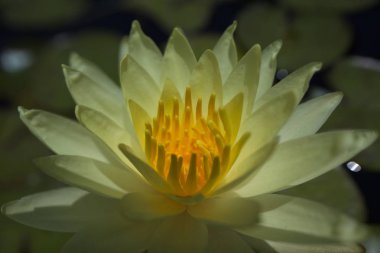 çok renkli nilüferler tropikal yaz aylarında havuz yüzme