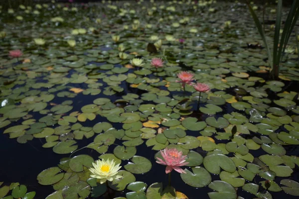 çok renkli nilüferler tropikal yaz aylarında havuz yüzme