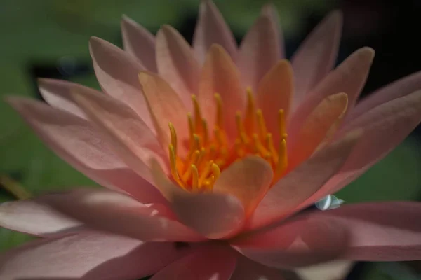 Detail View Pink Flower — Stock Photo, Image