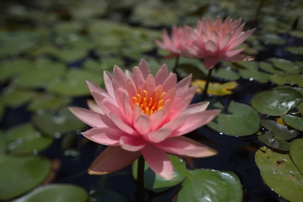 Multi Colored Water Lilies Tropical Swimming Pond Summer — Stock Photo, Image