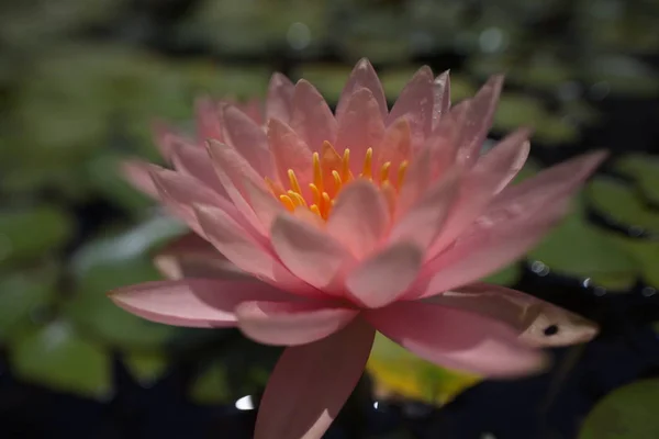 Multi Colored Water Lilies Tropical Swimming Pond Summer — Stock Photo, Image