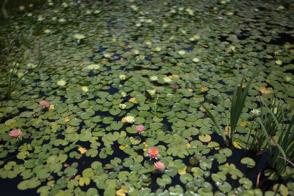 Bunte Seerosen Schwimmen Sommer Einem Teich — Stockfoto