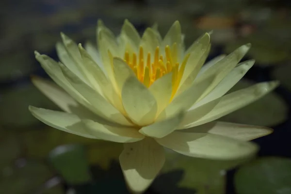 Multi Colored Water Lilies Tropical Swimming Pond Summer — Stock Photo, Image